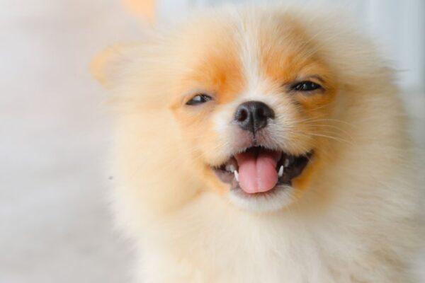 Smart Living for Happy Pets: Why Petlibro is a Game-Changer for Modern Pet Parents