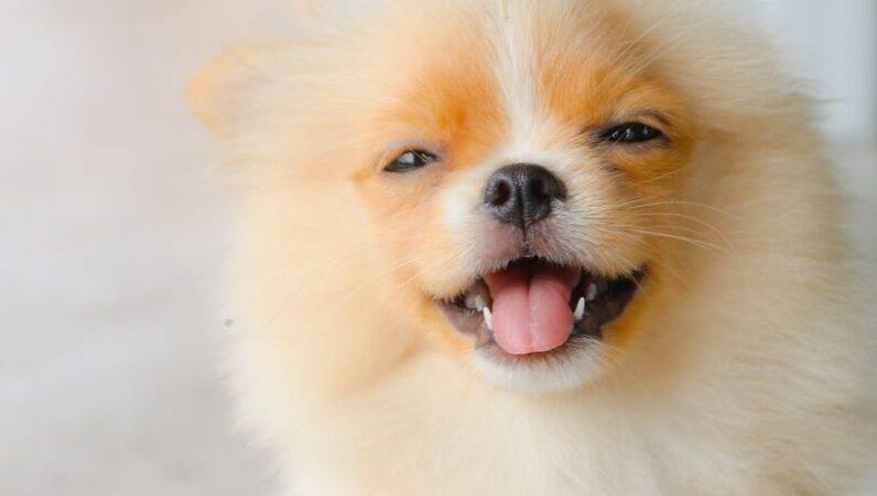 Smart Living for Happy Pets: Why Petlibro is a Game-Changer for Modern Pet Parents