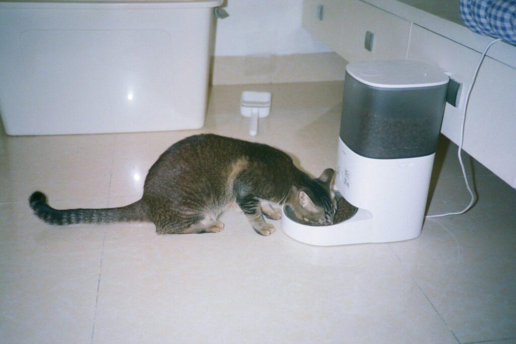 A cat eats from an automatic feeder